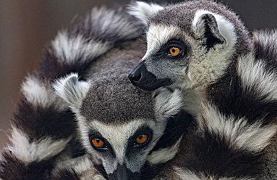 《漫威争锋》英雄介绍 “无形的纽带”隐形女